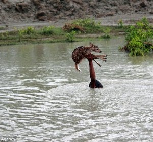 Un niño salva la vida a un cervatillo.