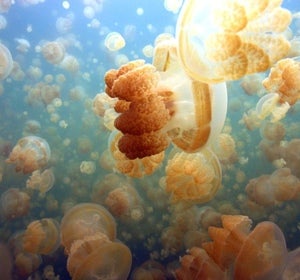 Nadar entre millones de inofensivas medusas