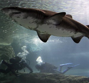 Inmersión entre tiburones en Roquetas de Mar (Almería)