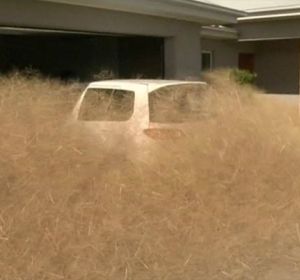 Coche 'invadido' por esta planta