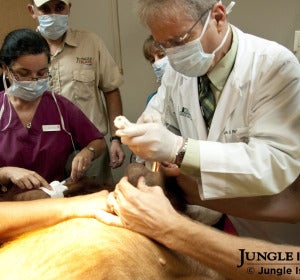 La orangután 'Peanut' durante el tratamiento