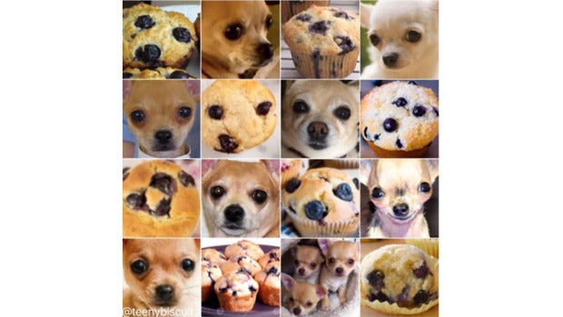 ¿Perro o muffin?