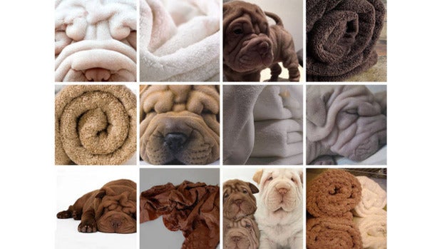¿Perro o toalla?