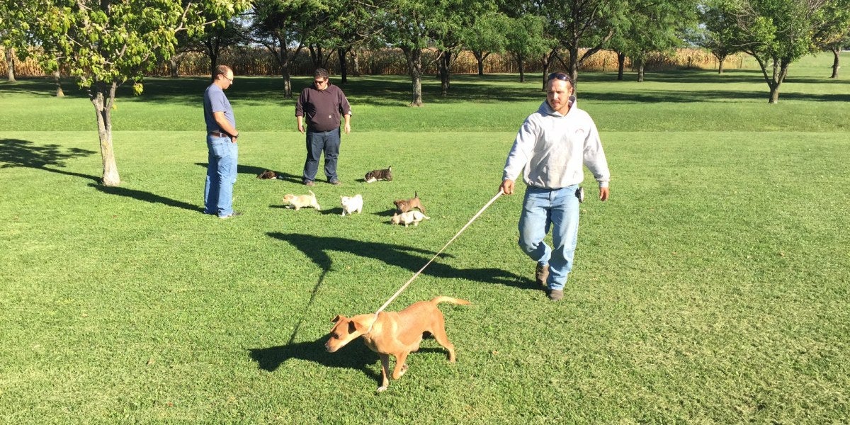 Fueron de despedida y acabaron con un cachorro
