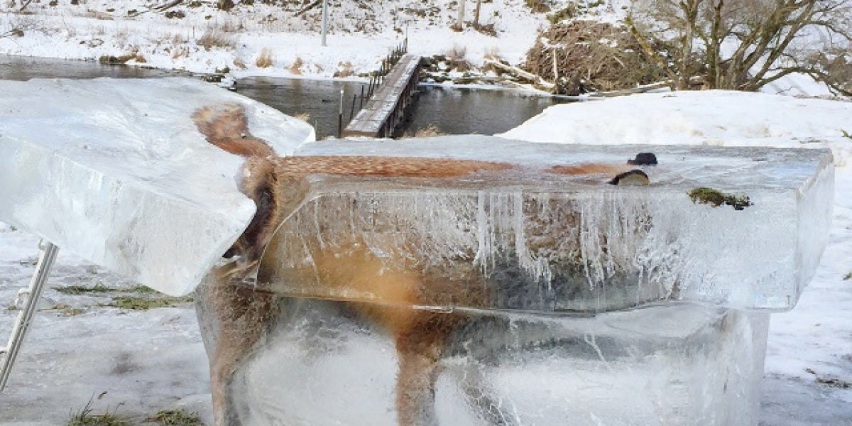 Zorro atrapado en el hielo