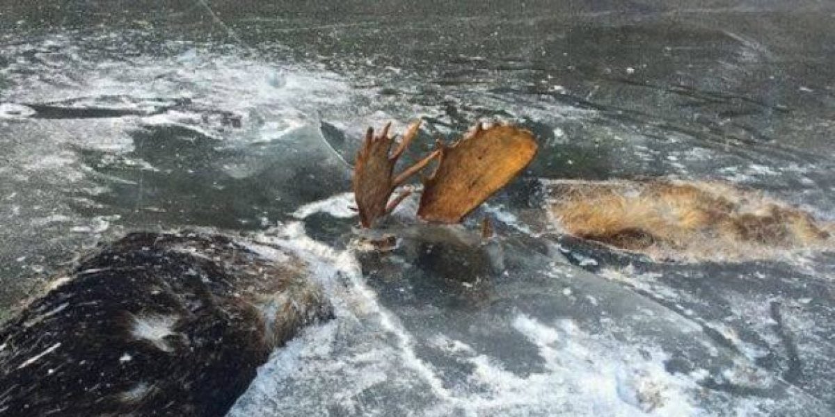 Una pareja de alces queda atrapa en el río helado