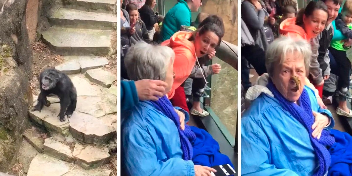 La realidad detrás del vídeo viral del chimpancé que lanzó sus heces y acertó en la cara de una abuela