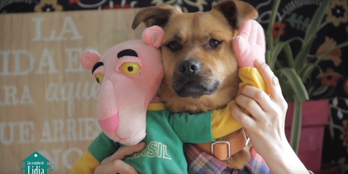 Uno de los perros que protagonizan 'Tu perrito', basado en la popular 'Despacito', de Luis Fonsi y Daddy Yankee