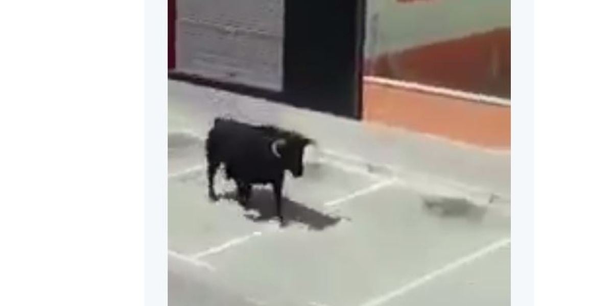 Los gemidos de una mujer mientras graba a un toro que se escapa lo peta en Twitter