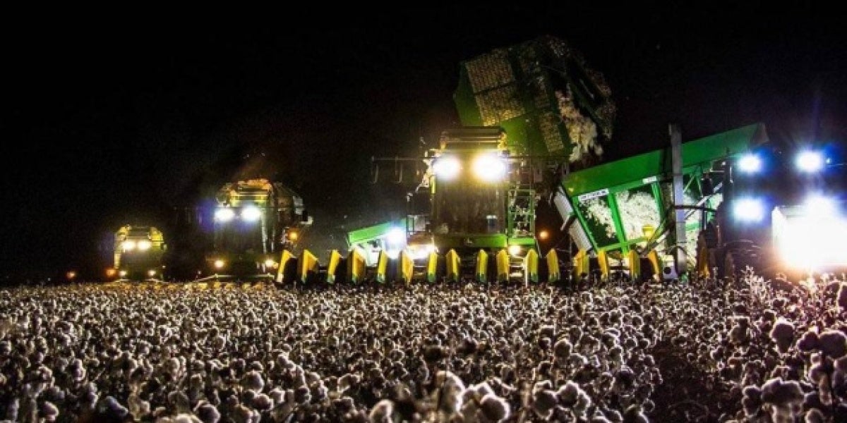 El campo de algodón que se confunde con un festival de música