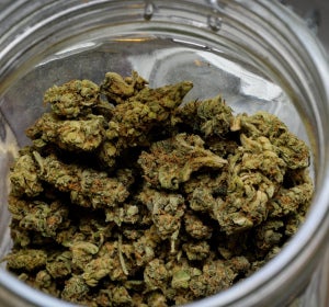 La marihuana terapéutica sustituye el consumo de otros opiáceos La marihuana terapéutica sustituye el consumo de otros opiáceos