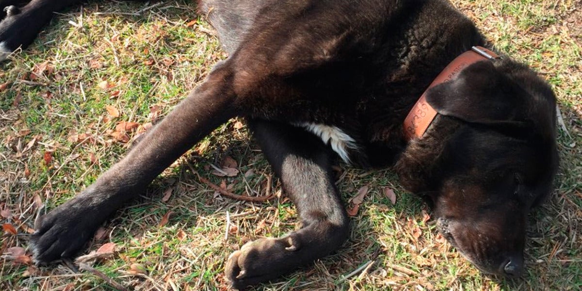 Tizón, el perro que finge estar enfermo para que le acaricien