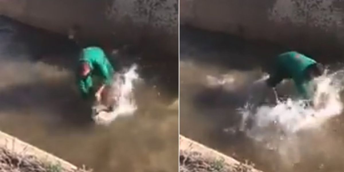 Un hombre golpea y ahoga a un jabalí