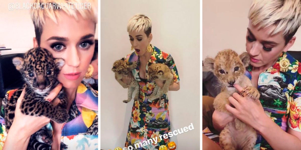 Katy Perry posa con unos felinos cachorros