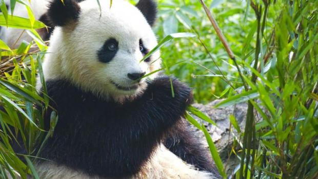 Por qué el oso panda está en peligro de extinción?