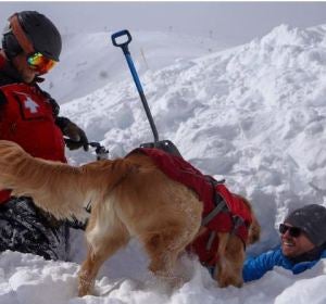 Mason, el perro que se juega la vida en la nieve para salvar la vida de otras personas 