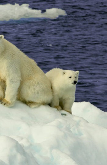El Ártico se derrite.