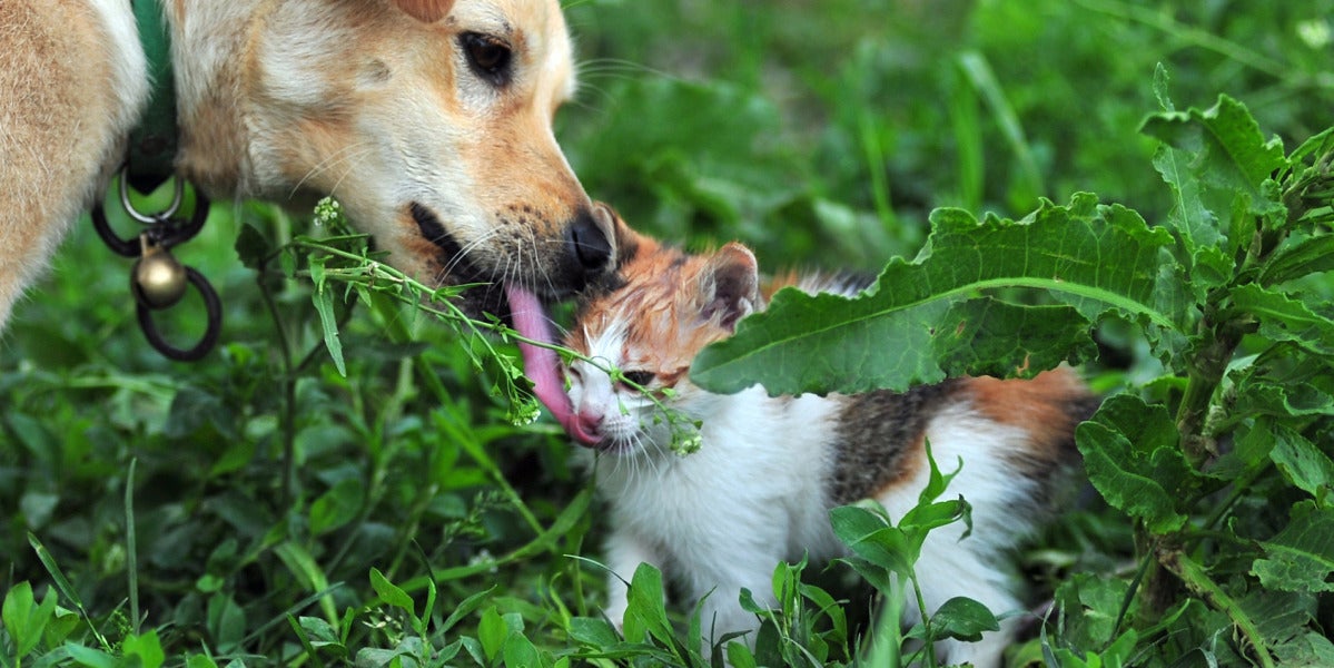 Un perro y un gato
