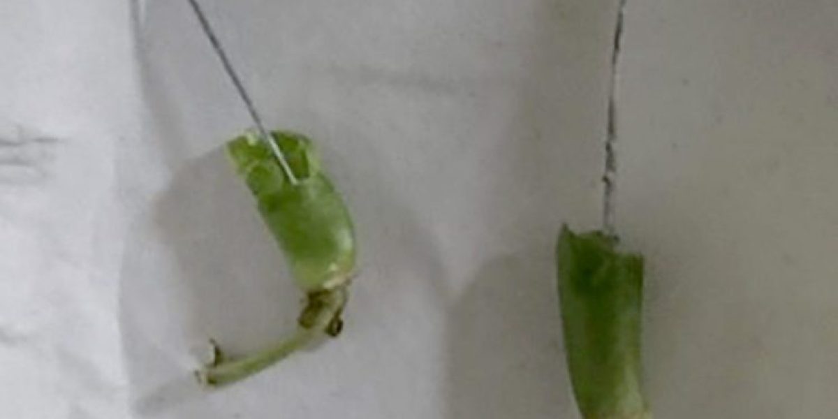Clavos de metal dentro de las judías verdes en Morrison