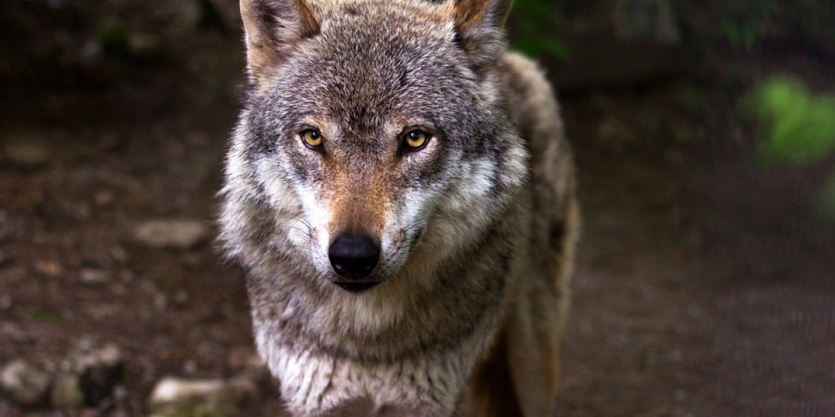 Imagen de archivo de un lobo ibérico