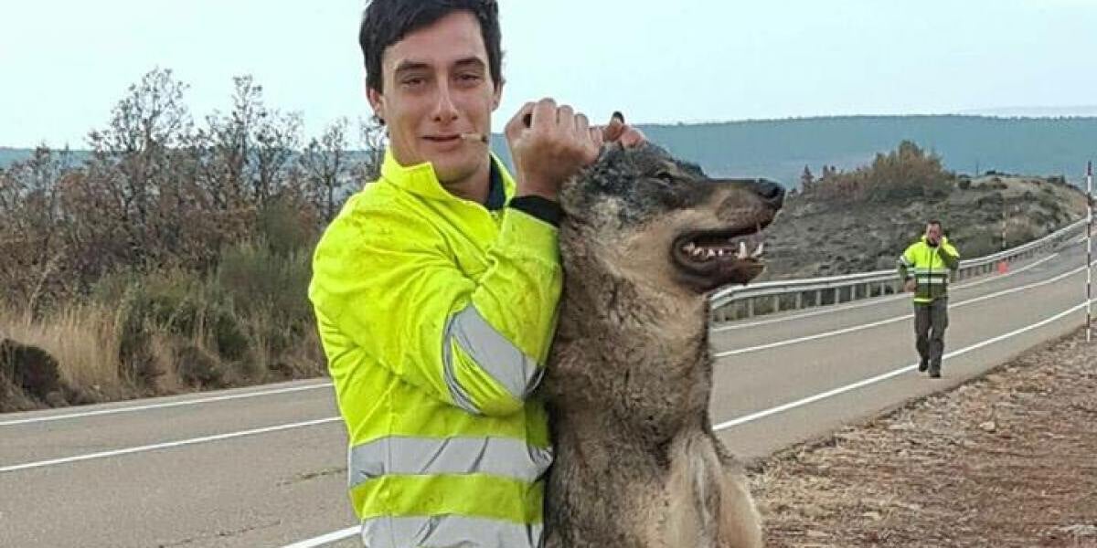 Un retén de incendios atropella a un lobo ibérico y se regocija en redes sociales