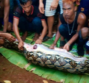 Vecinos junto con la pitón que tenía en su interior a la mujer indonesia Vecinos junto con la pitón que tenía en su interior a la mujer indonesia