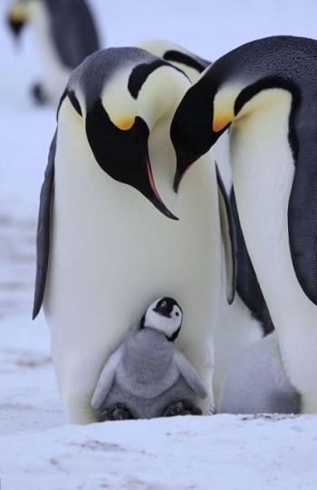 Pingüino con progenitores