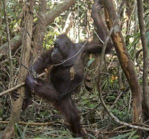 Pelansi en un árbol