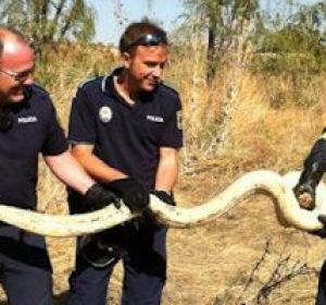 Serpiente pitón