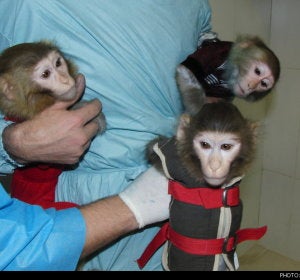 Macacos enviados a la Luna por Irán
