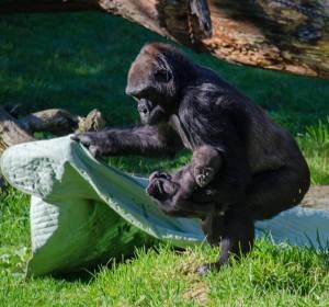 Abuela gorila y su nieta