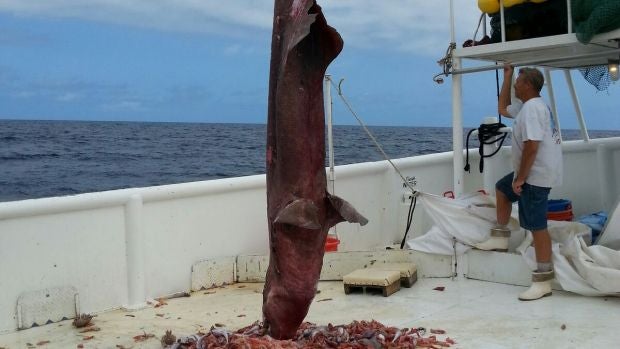 Los pescadores izan el escualo