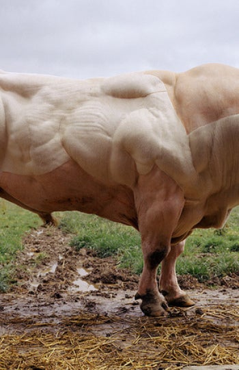 Vaca Azul belga. Un gen mutado hace crecer su masa muscular un 40%