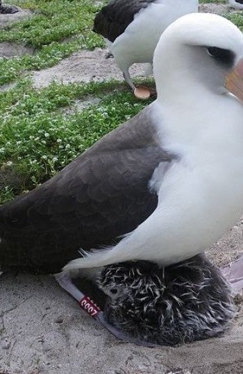 Los albatros conviven treinta años con la misma pareja
