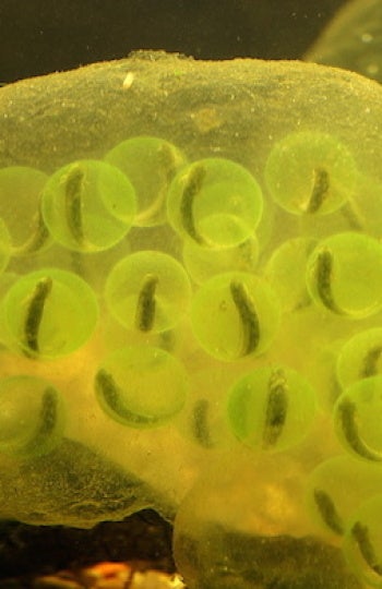 Huevos de salamandra moteada. El color verde se debe a que en su interior hay toda una colonia de algas microscópicas, algunas de las cuales colonizan las células del renacuajo