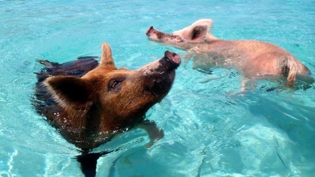 Dos cerdos disfrutan del agua cristalina