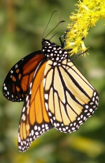 Mariposa monarca, un insecto americano recién llegado al viejo continente