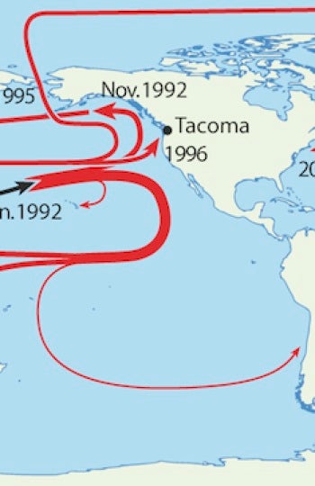 El famoso naufragio de los patitos de goma tuvo lugar cerca de la línea del cambio de fecha, en el Pacífico norte, pero se encontraron en lugares muy remotos incluso más de una década después 