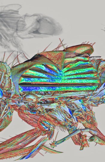 Imagen del interior de una mosca doméstica