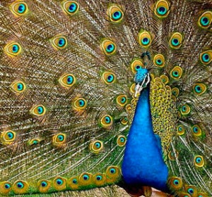  los colores del pavo real se deben tanto a fenómenos químicos (pigmentos) como físicos (microestructura de las plumas)