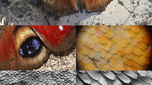  La ornamentación microscópica de las escamas de las alas es la responsable de los brillos de las alas de esta mariposa