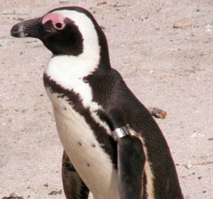 Pingüino de El Cabo, habita la región sudafricana con clima mediterráneo 