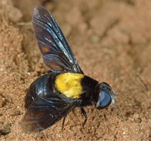 Marleyimyia xylocopae’, la primera especie descrita a partir de una fotografía