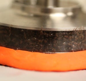 Las hormigas se vuelven “líquidas” para sobrevivir al peligro