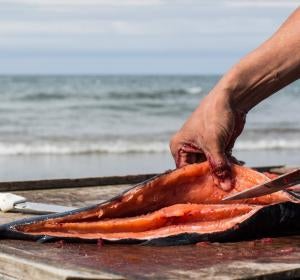 Salmón recién pescado