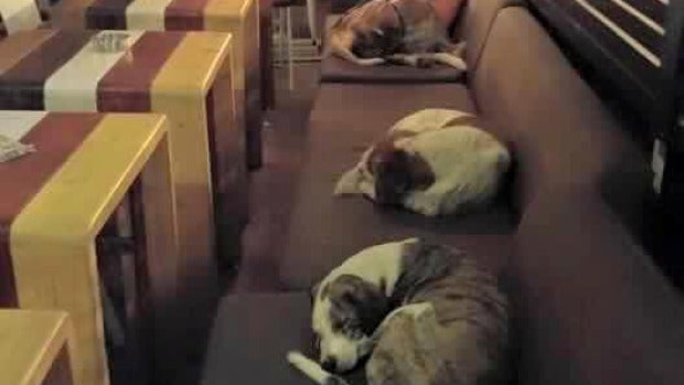 Perros durmiendo en la cafetería de 'Hot Spott' en Grecia