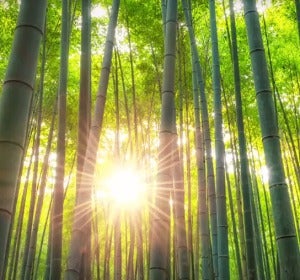 Bosque de bambú, Japón