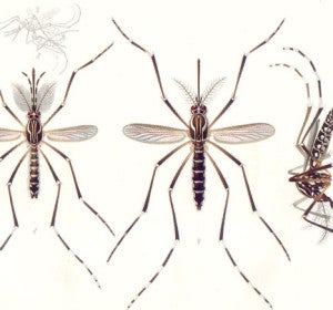 Ilustración de 'Aedes aegypti' del año 1905. A la izquierda, el macho. En el centro y a la derecha, la hembra. Arriba, pareja copulando