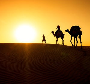 Camellos en el desierto del Thar