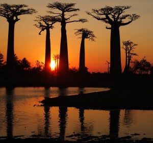 Siluetas de baobabs en el atardecer de Madagascar